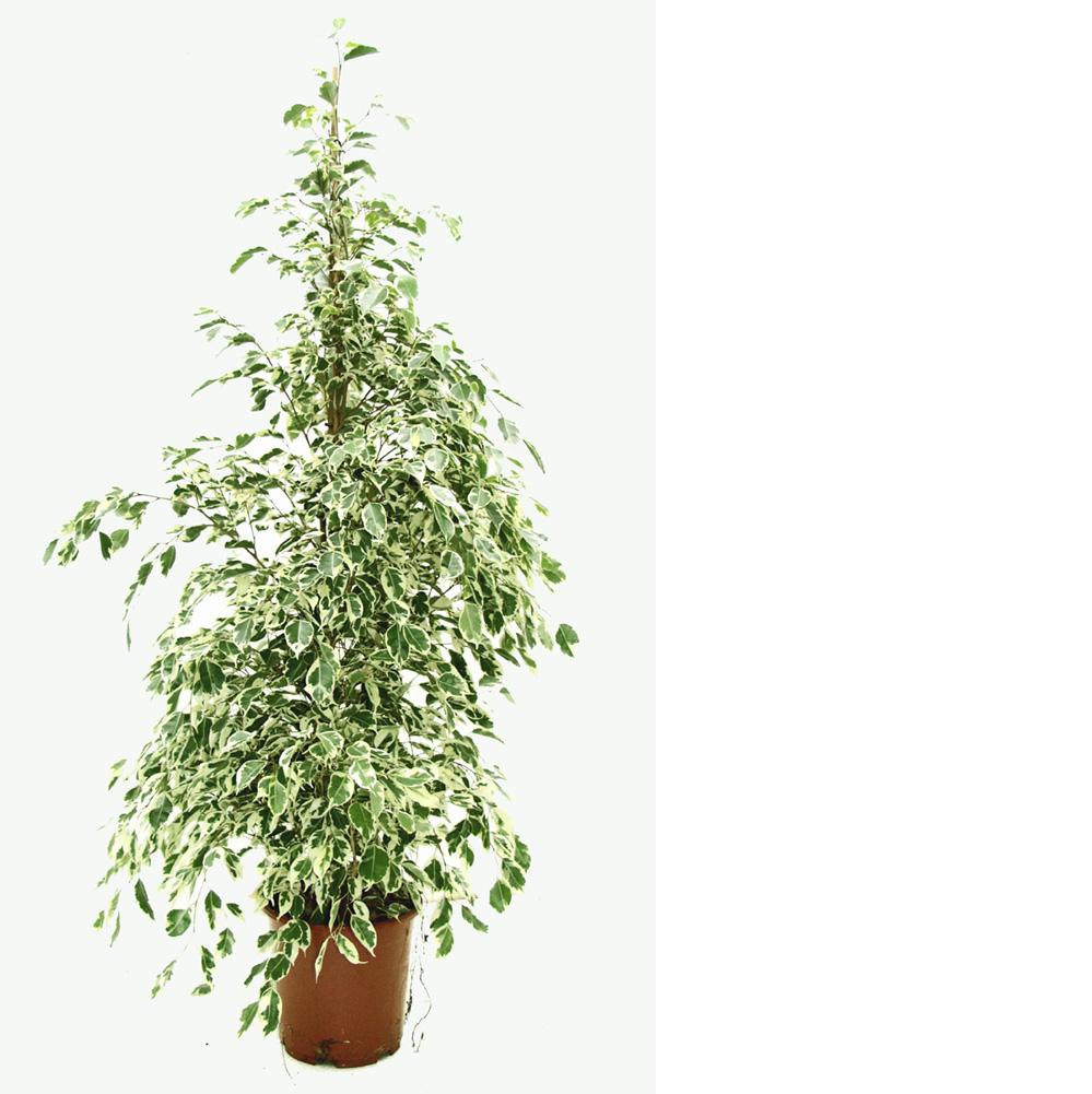 PIC ficus1a