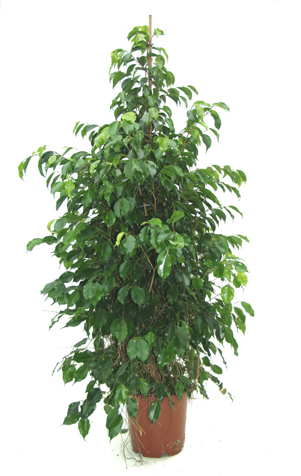PIC ficus2a