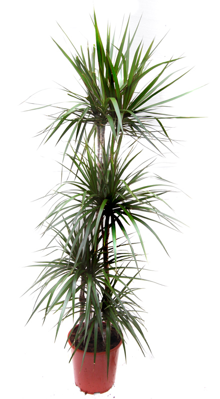 Pic Dracaena marginata180
