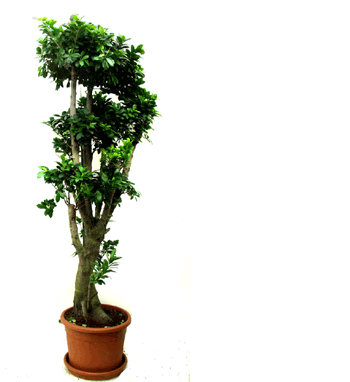 Bonzai