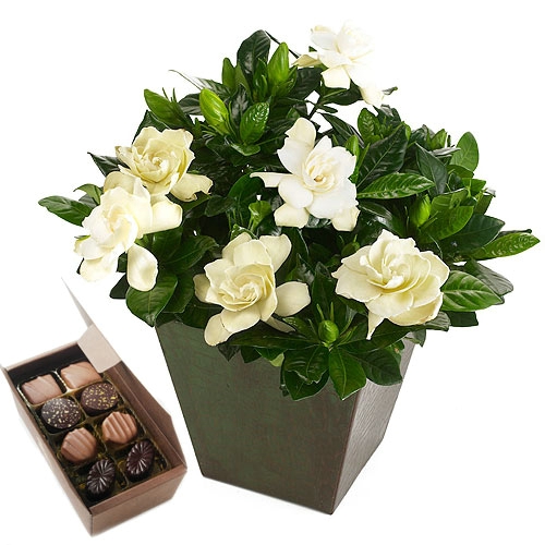 Gardenia111
