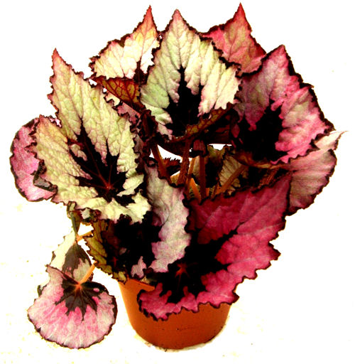 Pic begonia rex1
