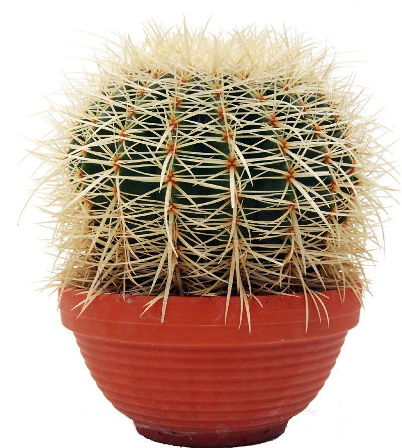 Pic echinocactus22cm