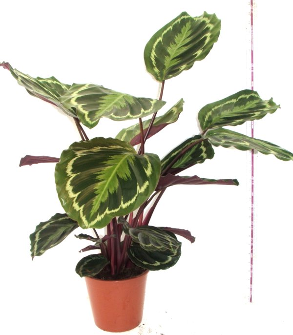 Piccalathea2